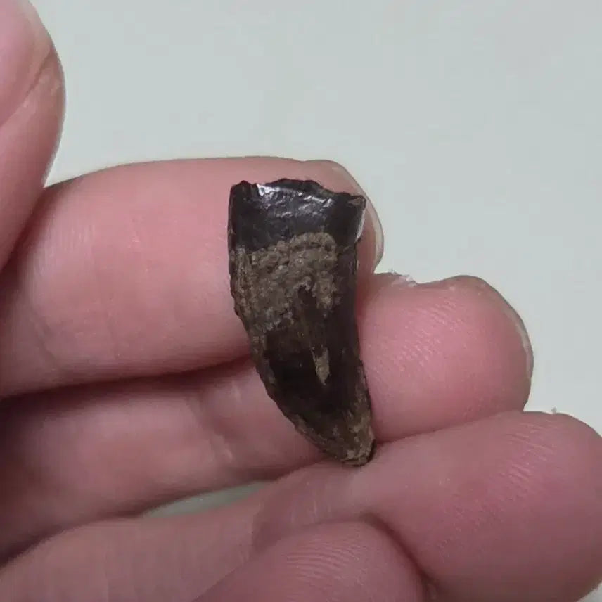 [BUNJANG] Tyrannosaurus Tooth Fossil / 진품 티라노사우루스 이빨 화석 싸게 판매합니다!