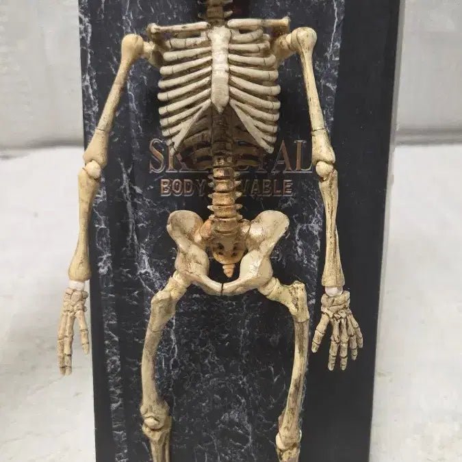 [SOLD OUT] COO 모델 해골 피규어 액션 바디 1/6 핫토이등