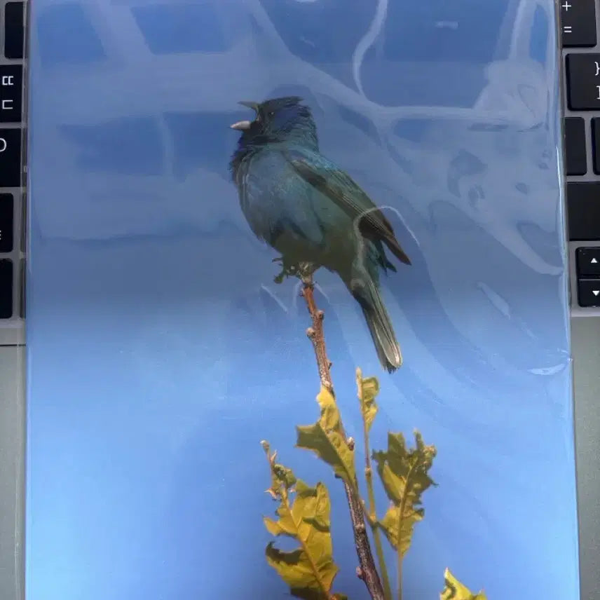 [BUNJANG] Yoon Ji Young Blue Bird CD Unsealed / 윤지영 - Blue Bird CD 개봉