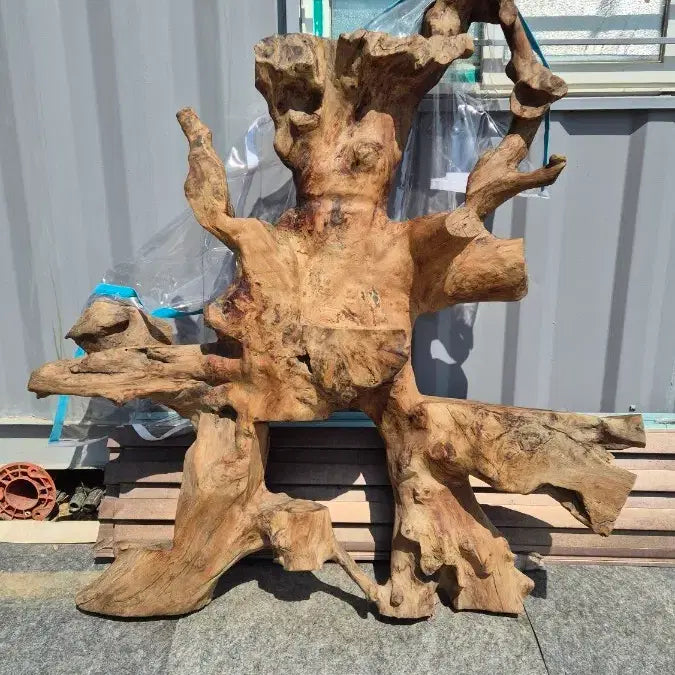 [BUNJANG] Root Sculpture / 나무 뿌리 조형물 / 나무 뿌리 공예품