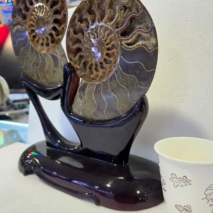 [BUNJANG] Madagascar Ammonite Fossil / 마다가스카르  암모나이트