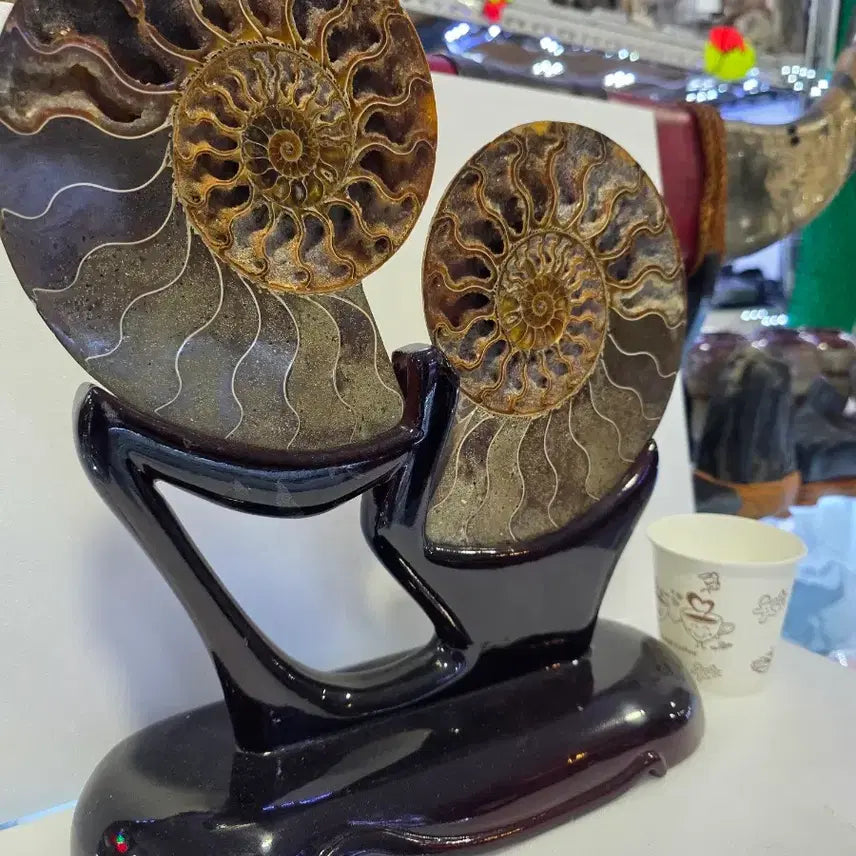 [BUNJANG] Madagascar Ammonite Fossil / 마다가스카르  암모나이트