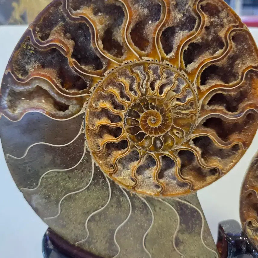 [BUNJANG] Madagascar Ammonite Fossil / 마다가스카르  암모나이트