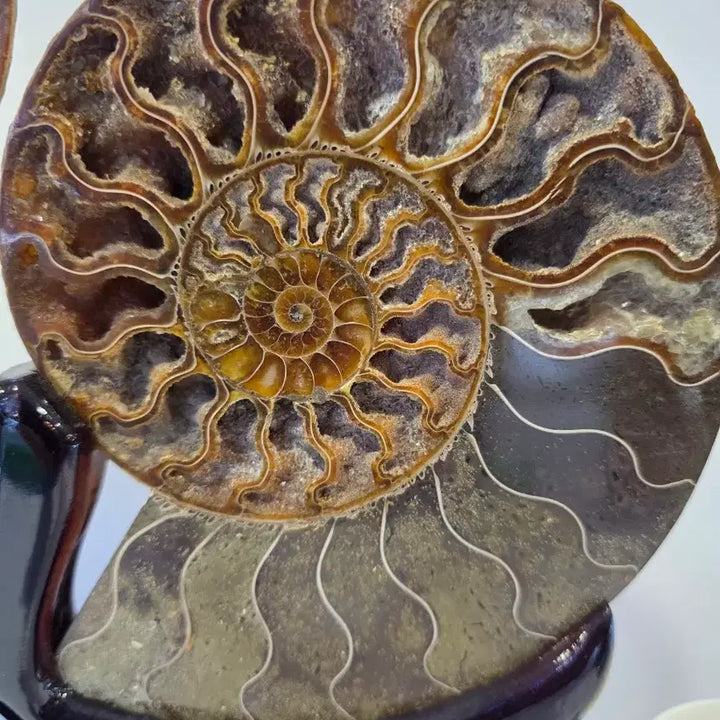 [BUNJANG] Madagascar Ammonite Fossil / 마다가스카르  암모나이트