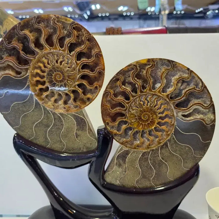 [BUNJANG] Madagascar Ammonite Fossil / 마다가스카르  암모나이트
