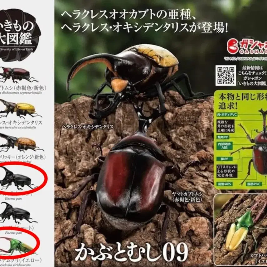 [BUNJANG] Bandai Biological Encyclopedia Insect Long Horned Beetle (Long Version) Sealed / 미개봉)반다이 생물대도감 곤충 판장수풍뎅이(롱)