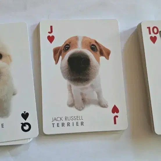 [BUNJANG] Dog Trading Card / 강아지 카드