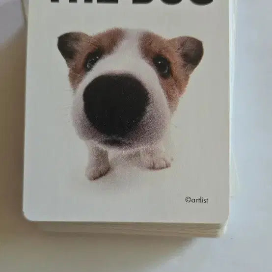 [BUNJANG] Dog Trading Card / 강아지 카드