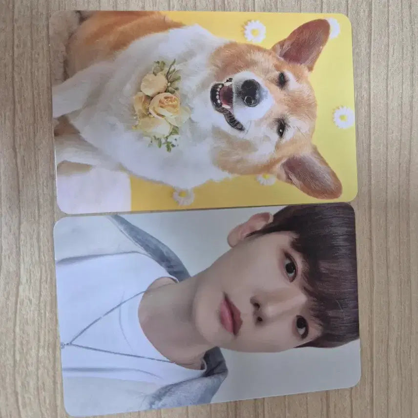 [BUNJANG] Baekhyun Teriyaki Photocard / 백현 터래기 포카