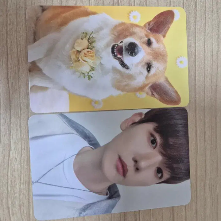 [BUNJANG] Baekhyun Teriyaki Photocard / 백현 터래기 포카