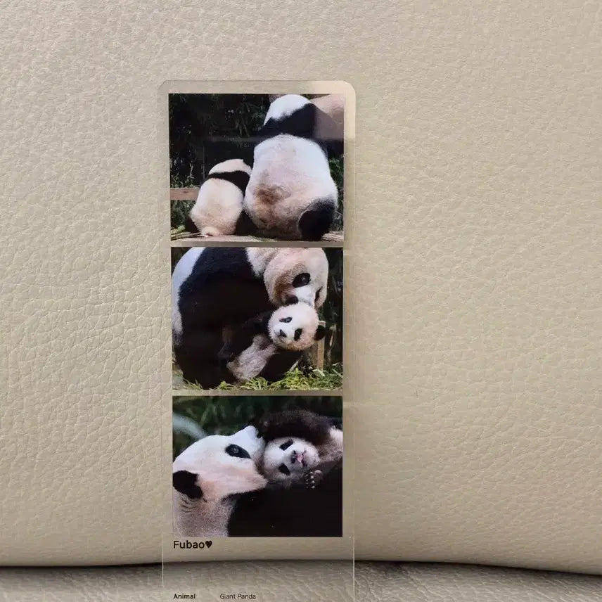 [BUNJANG] Fu Bao Three-Cut Photo POB / 푸바오 세컷포토 팝업 특전