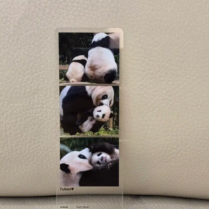 [BUNJANG] Fu Bao Three-Cut Photo POB / 푸바오 세컷포토 팝업 특전