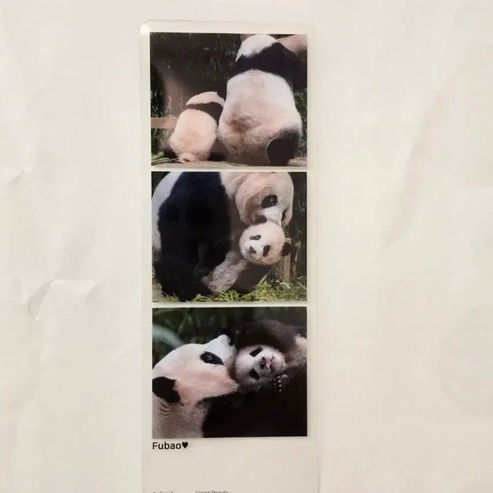 [BUNJANG] Fu Bao Three-Cut Photo POB / 푸바오 세컷포토 팝업 특전