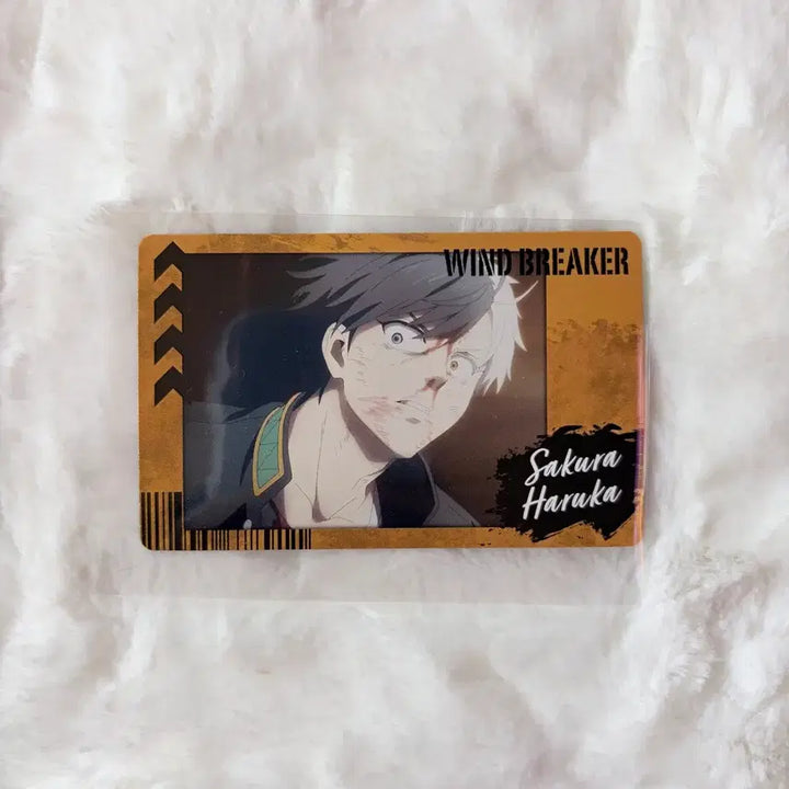[BUNJANG] Wind Breaker Sakura Haruka Photocard Polaroid / 윈브레 스냅마이드 1탄 사쿠라 하루카 윈드브레이커 포토카드 폴라로이드