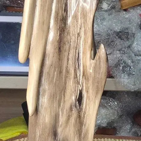 [BUNJANG] Fossilized Wood / 규화목(나무화석)