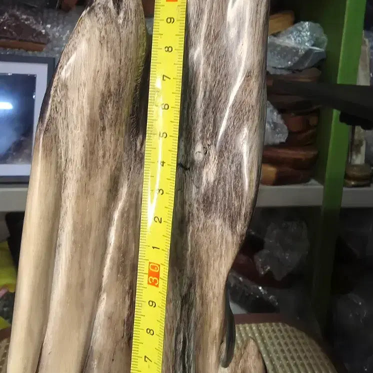 [BUNJANG] Fossilized Wood / 규화목(나무화석)
