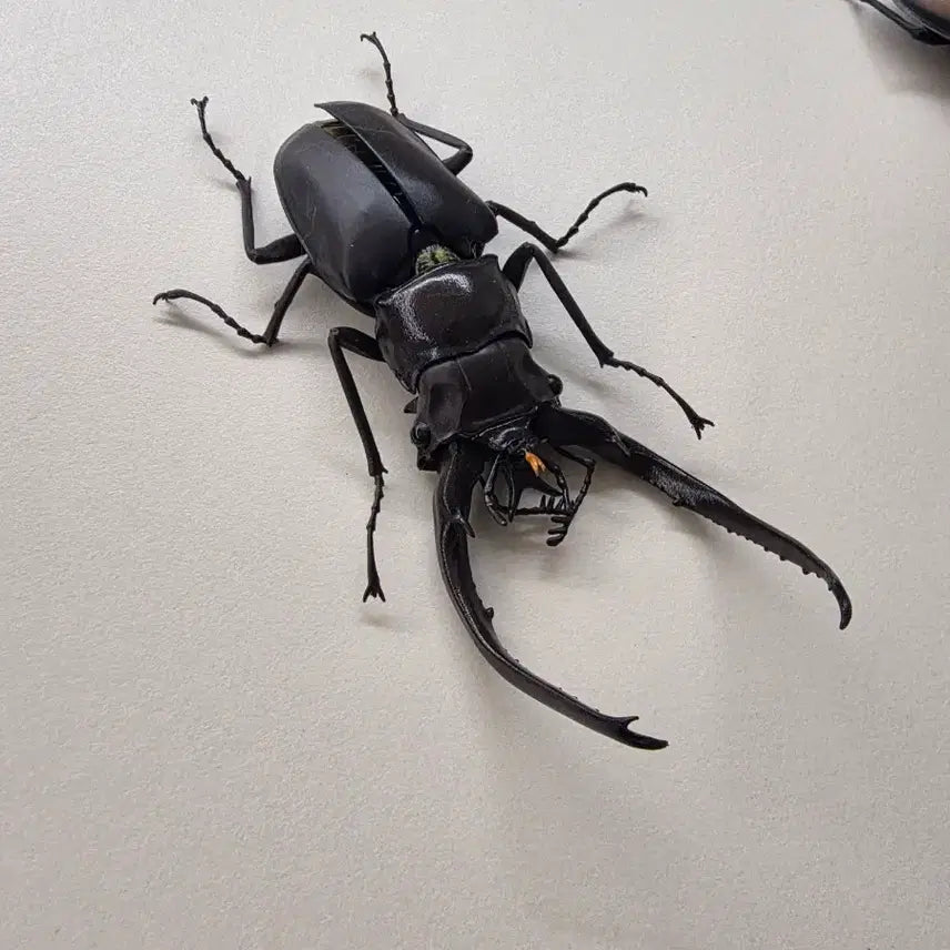 [BUNJANG] Bandai Creature Encyclopedia Plastic Model Kit / 반다이 생물대도감