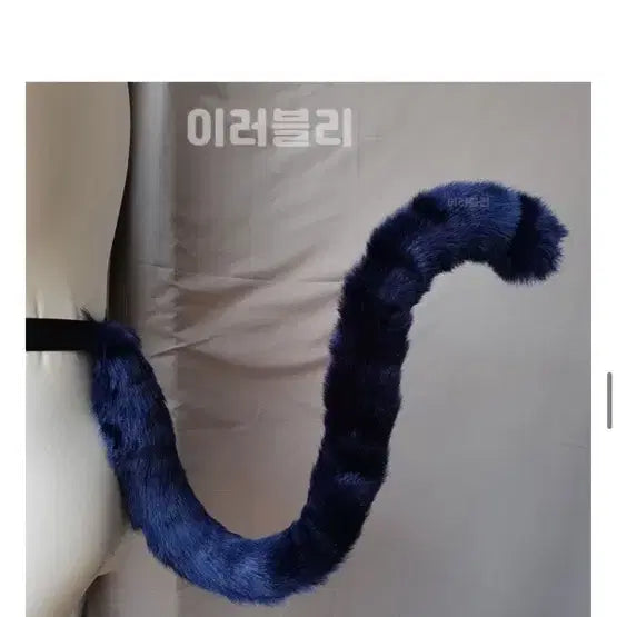 [BUNJANG] Toma Tsukiyomi Ikuto Cosplay Full Set / (추가금x)캐캐체 토마 캐릭캐릭체인지코스프레올풀셋대여판매 졸업사진 졸사