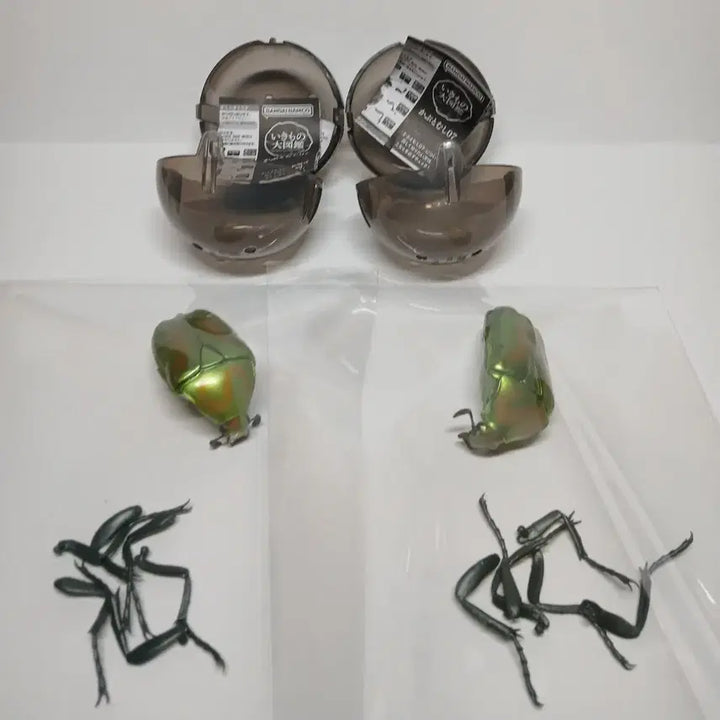 [BUNJANG] Bandai Bio-figure Azure Dragon Set / 반다이 생물대도감 청풍이 두마리세트 한마리 가격에 두 마리 가져가세요