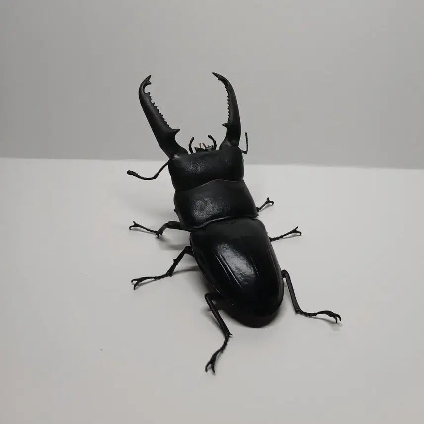 [BUNJANG] Bandai Palawan Stag Beetle Figure / 반다이 생물대도감 팔라완넓적사슴벌레