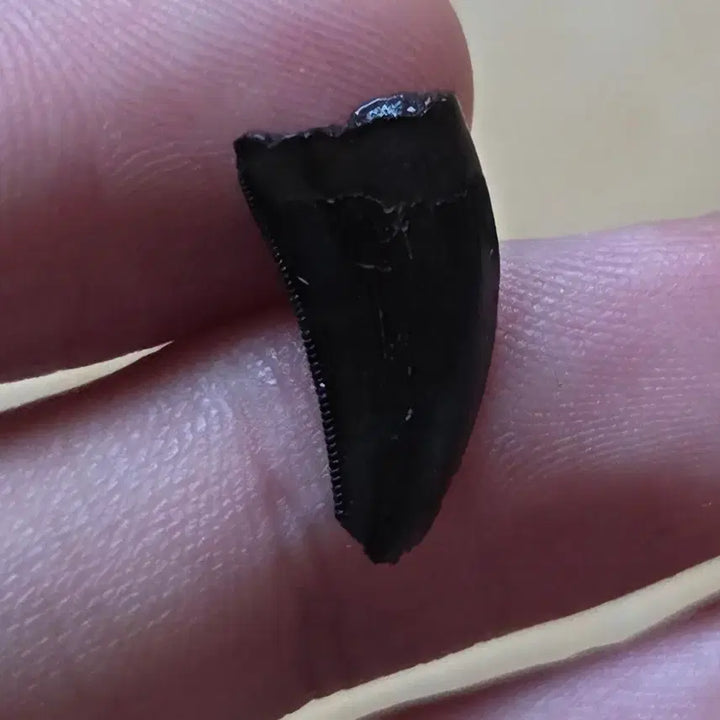 [BUNJANG] Tyrannosaurus Rex Tooth Fossil / 할인) 진품 티라노사우루스 이빨 화석 판매합니다!