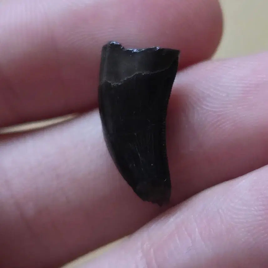 [BUNJANG] Tyrannosaurus Rex Tooth Fossil / 할인) 진품 티라노사우루스 이빨 화석 판매합니다!
