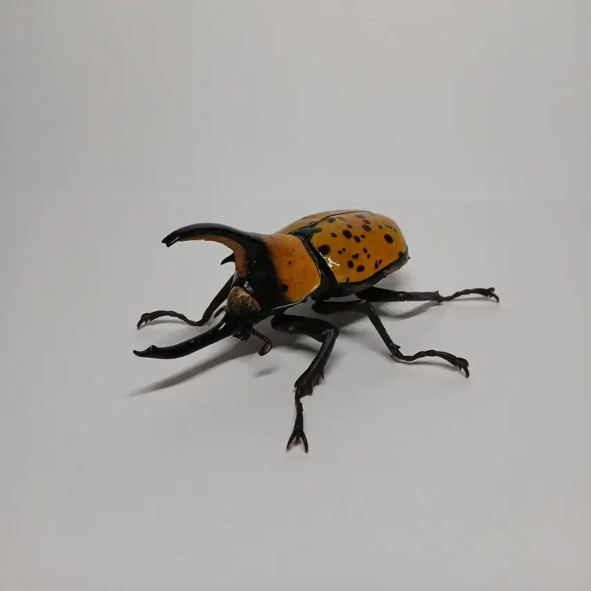 [BUNJANG] Bandai Hirukusu Stag Beetle Figure / 반다이 생물대도감 힐루스장수풍뎅이