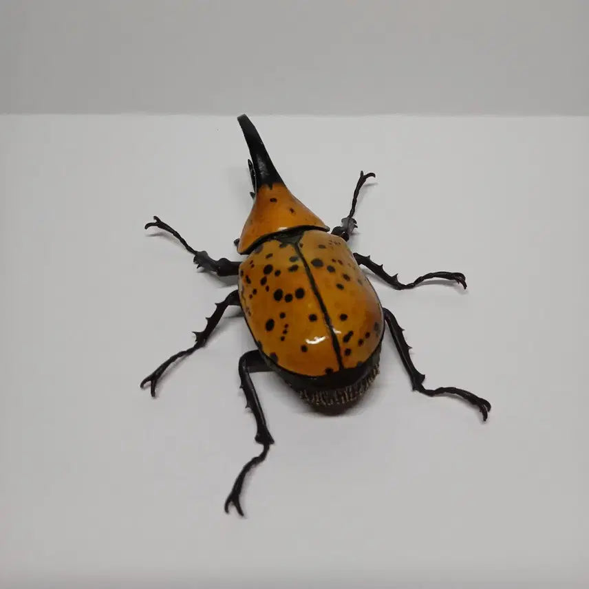 [BUNJANG] Bandai Hirukusu Stag Beetle Figure / 반다이 생물대도감 힐루스장수풍뎅이