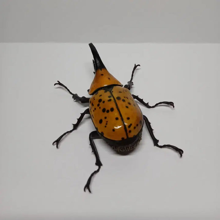 [BUNJANG] Bandai Hirukusu Stag Beetle Figure / 반다이 생물대도감 힐루스장수풍뎅이