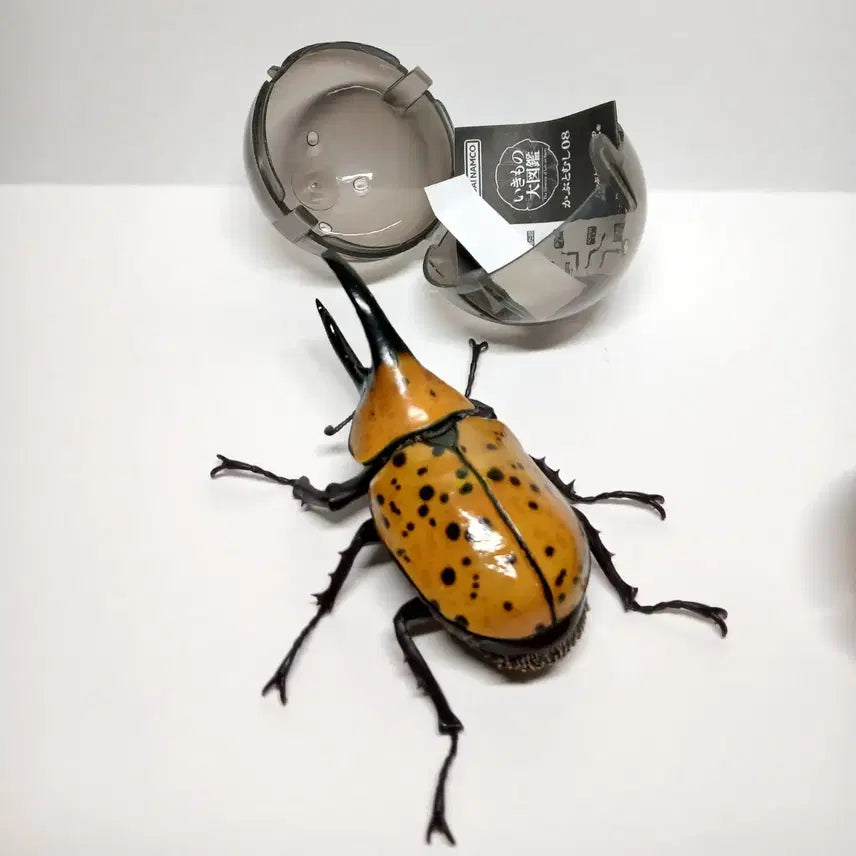 [BUNJANG] Bandai Hirukusu Stag Beetle Figure / 반다이 생물대도감 힐루스장수풍뎅이
