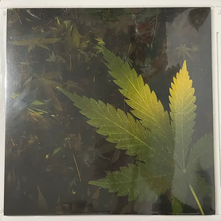 [BUNJANG] Bill Stax DETOX LP Vinyl Record / BIIL STAX(빌스택스)LP