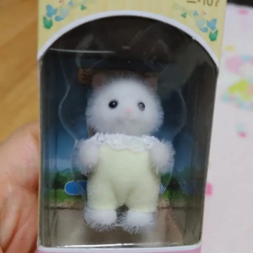 [SOLD OUT] 실바니안 페르시안고양이 직립