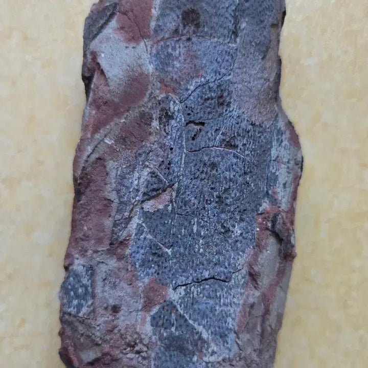 [BUNJANG] Authentic Oviraptorid Dinosaur Egg Fossil / 진품 오비랍토르류 공룡알 화석 싸게 판매합니다!