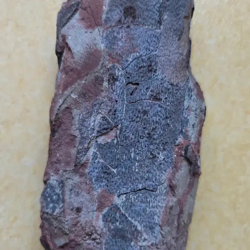 [BUNJANG] Authentic Oviraptorid Dinosaur Egg Fossil / 진품 오비랍토르류 공룡알 화석 싸게 판매합니다!