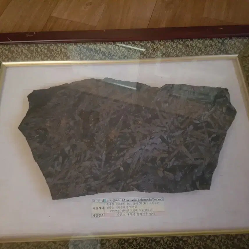[BUNJANG] Fossilized Tree Leaf in Frame / 노목잎 화석