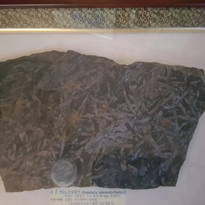[BUNJANG] Fossilized Tree Leaf in Frame / 노목잎 화석
