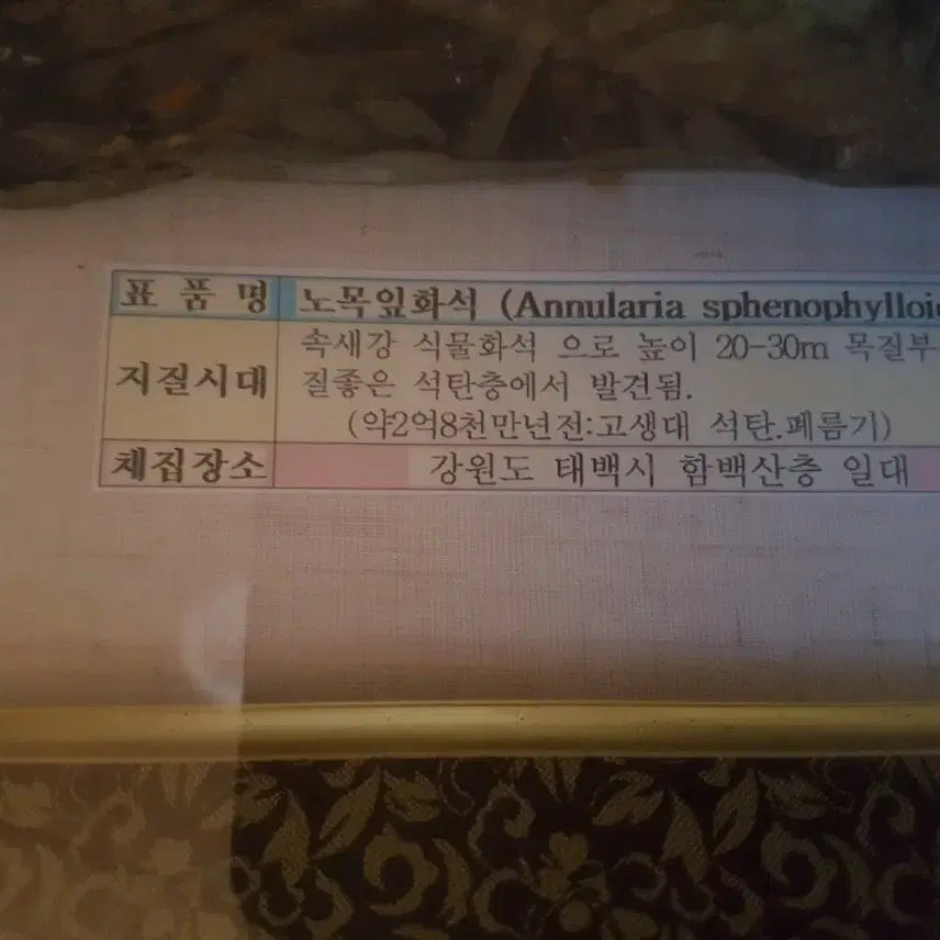 [BUNJANG] Fossilized Tree Leaf in Frame / 노목잎 화석