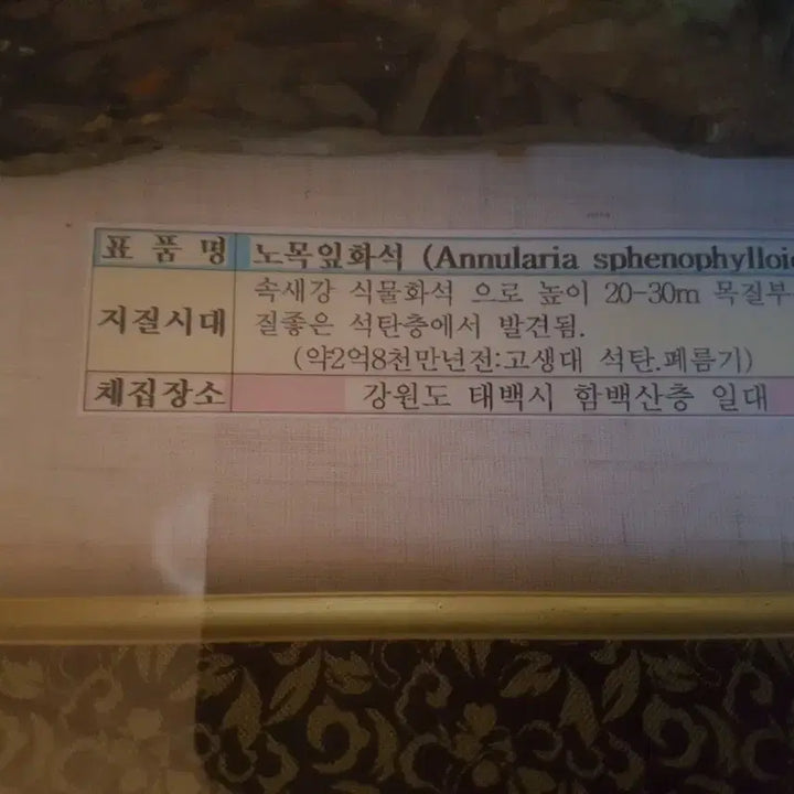 [BUNJANG] Fossilized Tree Leaf in Frame / 노목잎 화석