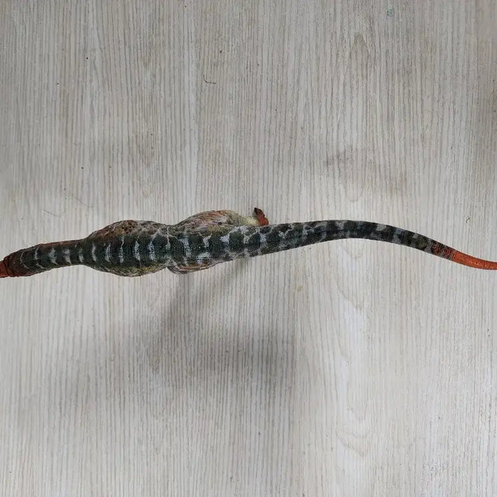 [BUNJANG] Haolonggood Carcharodontosaurus Figure / 하오롱굿 카르카로돈토사우루스 피규어