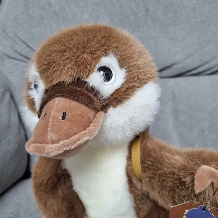 [BUNJANG] Kawafura Platypus Medium Plush / 카와푸라 오리너구리 중형인형