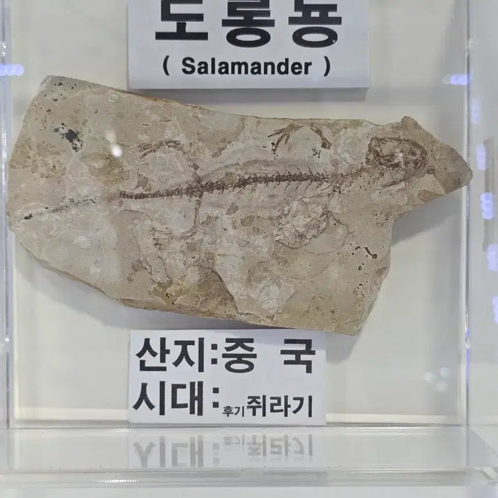 [BUNJANG] Late Jurassic Salamander Fossil / 도롱뇽화석