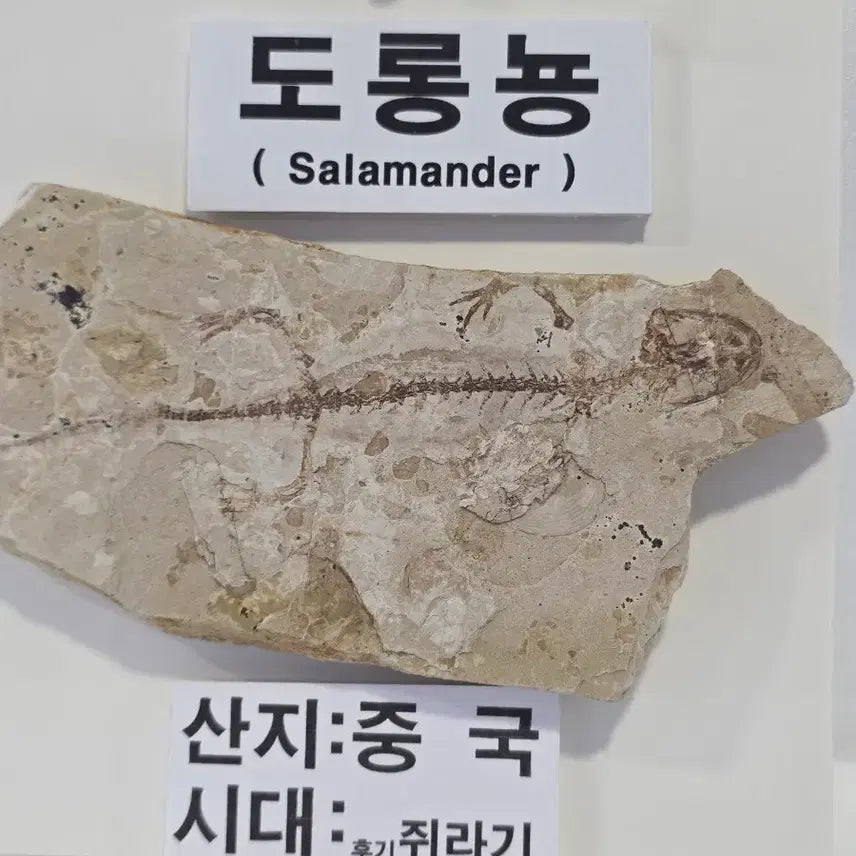 [BUNJANG] Late Jurassic Salamander Fossil / 도롱뇽화석