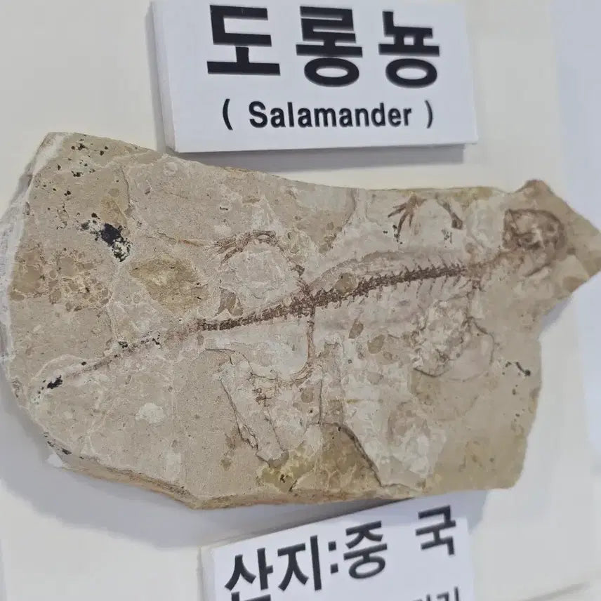 [BUNJANG] Late Jurassic Salamander Fossil / 도롱뇽화석