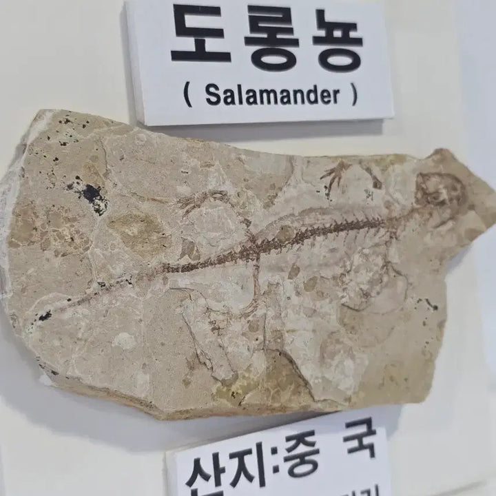 [BUNJANG] Late Jurassic Salamander Fossil / 도롱뇽화석