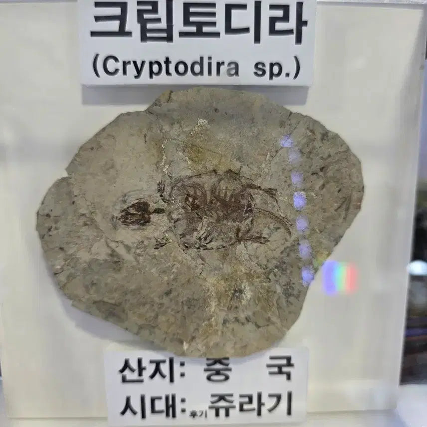 [BUNJANG] Genuine Jurassic Turtle Fossil / 진품 거북화석