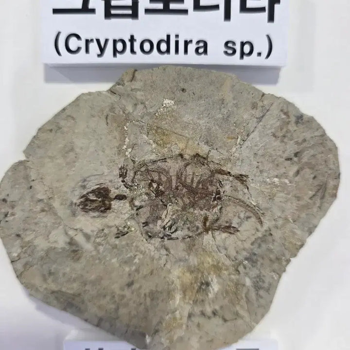 [BUNJANG] Genuine Jurassic Turtle Fossil / 진품 거북화석