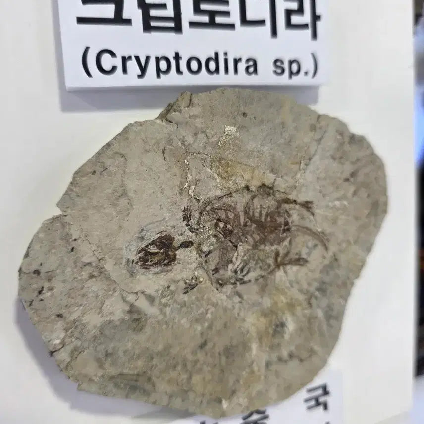 [BUNJANG] Genuine Jurassic Turtle Fossil / 진품 거북화석
