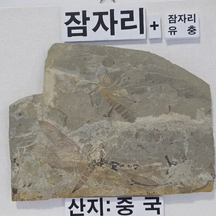 [BUNJANG] Genuine Jurassic Dragonfly Fossil (Adult and Larva) / 잠자리화석(성체+유충)