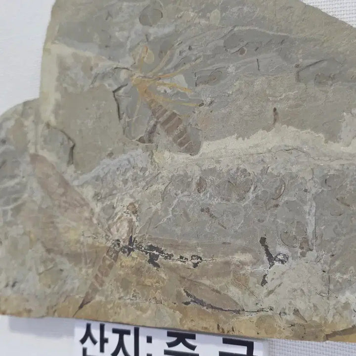 [BUNJANG] Genuine Jurassic Dragonfly Fossil (Adult and Larva) / 잠자리화석(성체+유충)
