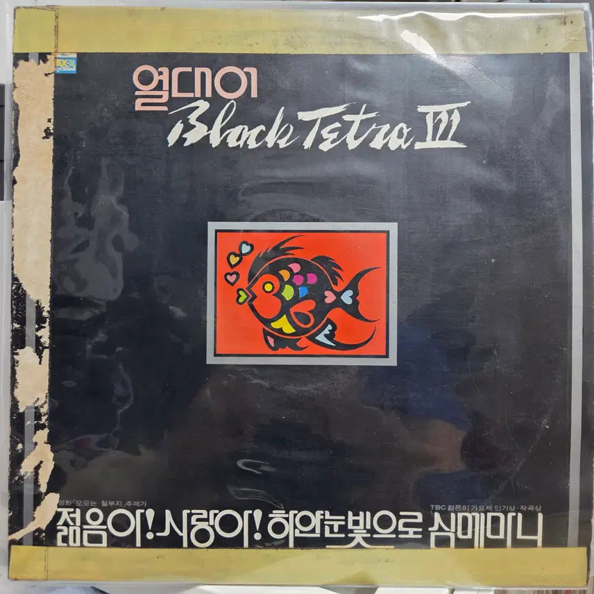 [BUNJANG] Black Tetra Album / 열대어 블랙테트라 3 (젊음아! 사랑아!/하얀눈빛으로/심메마니)